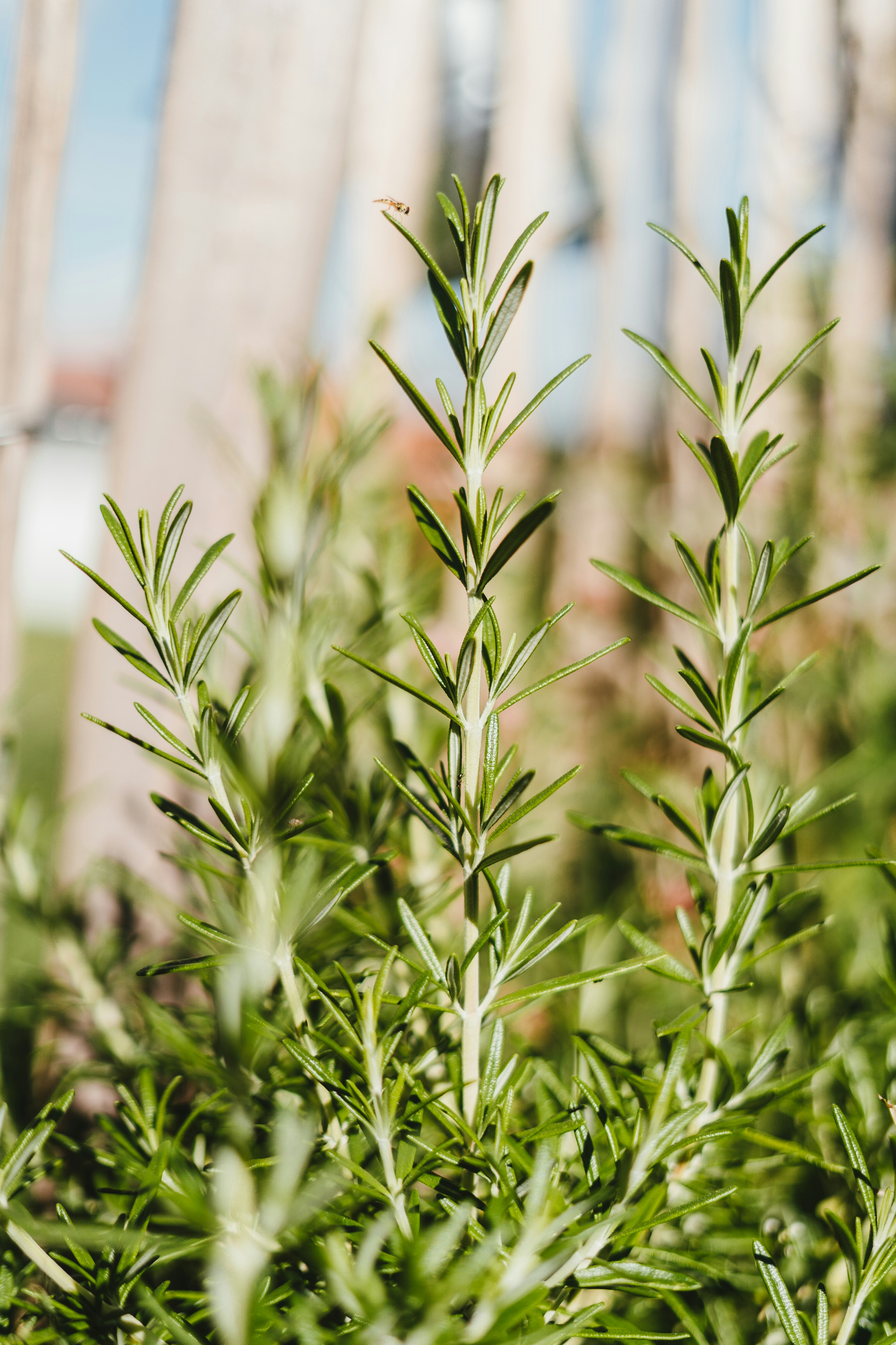 Rosemary plant close-up